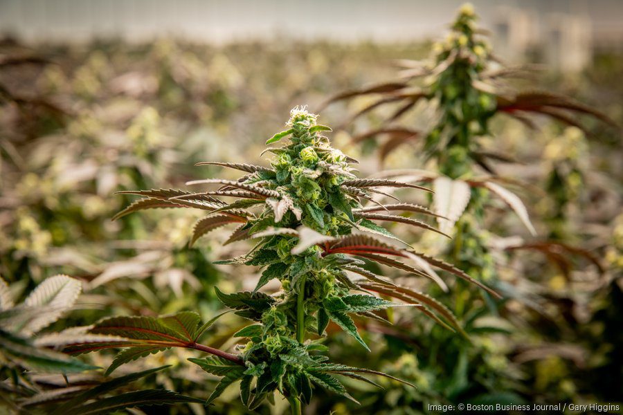 Cannabis testing lab in Tyngsborough suspended over inaccurate mold reporting Cannabis testing lab in Tyngsborough suspended over inaccurate mold reporting